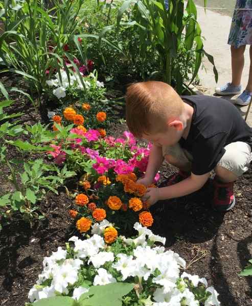 boy observin flowers in a garden